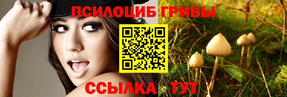 Псилоцибиновые грибы Psilocybe Волжск